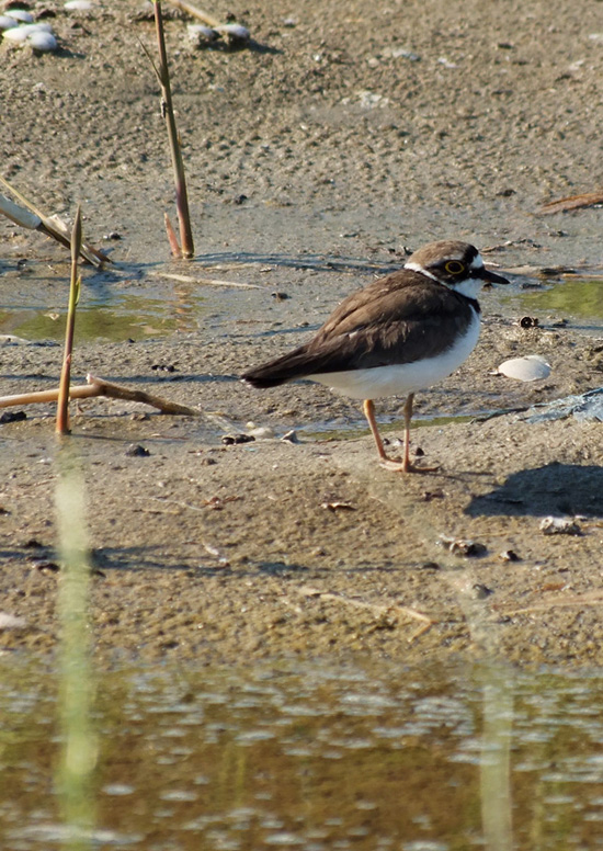 Corriere piccolo che si crede Fratino